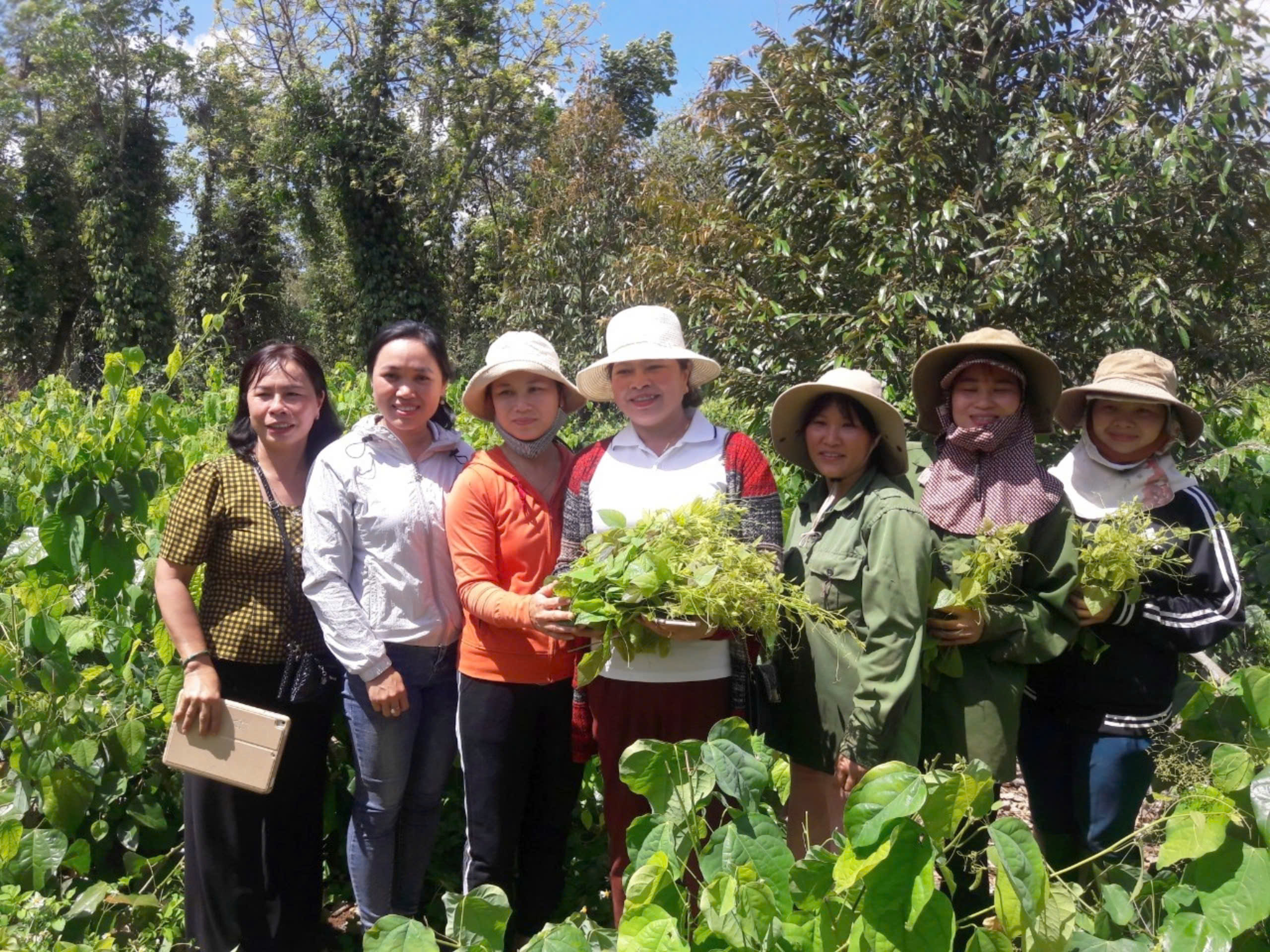 HỘI VIÊN PHỤ NỮ SỬ DỤNG VỐN VAY TỪ NGÂN HÀNG CHÍNH SÁCH XÃ HỘI ĐẠT HIỆU QUẢ TRONG MÔ HÌNH PHÁT TRIỂN KINH TẾ